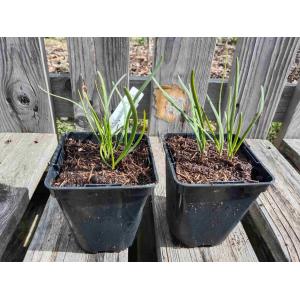 Ciboule de chine 0.5l