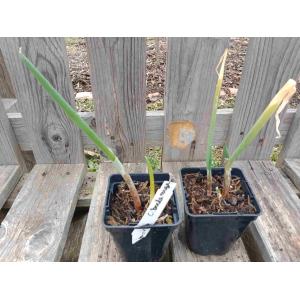 Ciboule commune rouge 0.5l