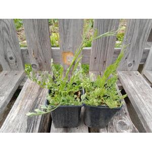 Chataigne de terre 0.5l