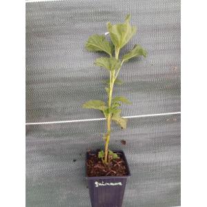 Guimauve officinale 0.5l