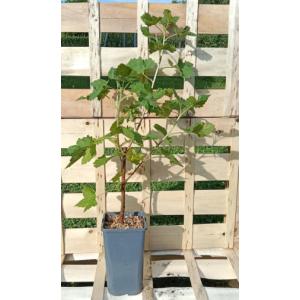 Casseille josta 1.5l