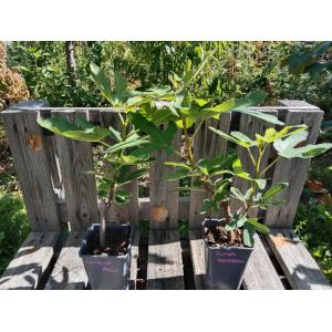 Figuier longue d'août 1.5l