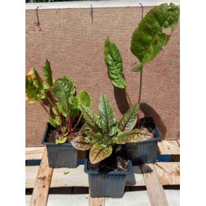 Oseille commune 0.5l