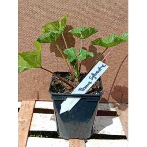 Mauve sylvestre 0.5l