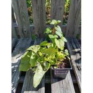 Epinard grimpant du caucase 0.5 l