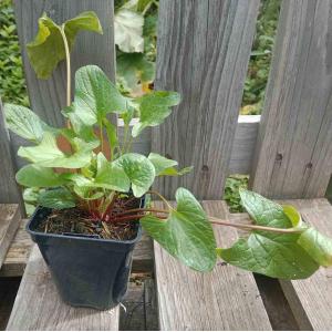 Chénopode bon henri 0.5l