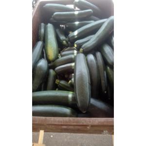 Courgette longue verte
