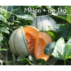 Melon 6 personnes