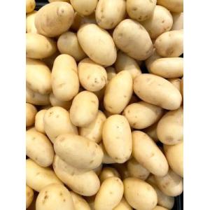 Pomme de terre charlotte