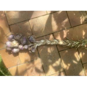 Têtes d’ails en tresses