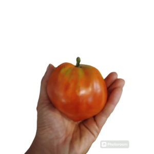 Tomates produites en circuit court