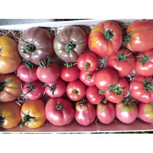 Tomate de variétés anciennes bio