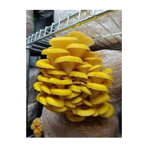 Pleurote jaune