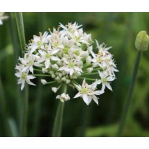 Fleurs de ciboule de chine