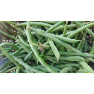 Haricot vert