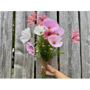 Botte de fleurs - cosmos blanc et rose