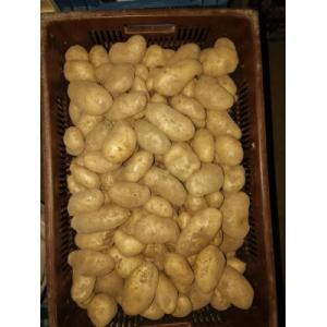 Pdt variété château