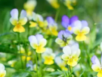 Plant pensée (fleurs comestibles)