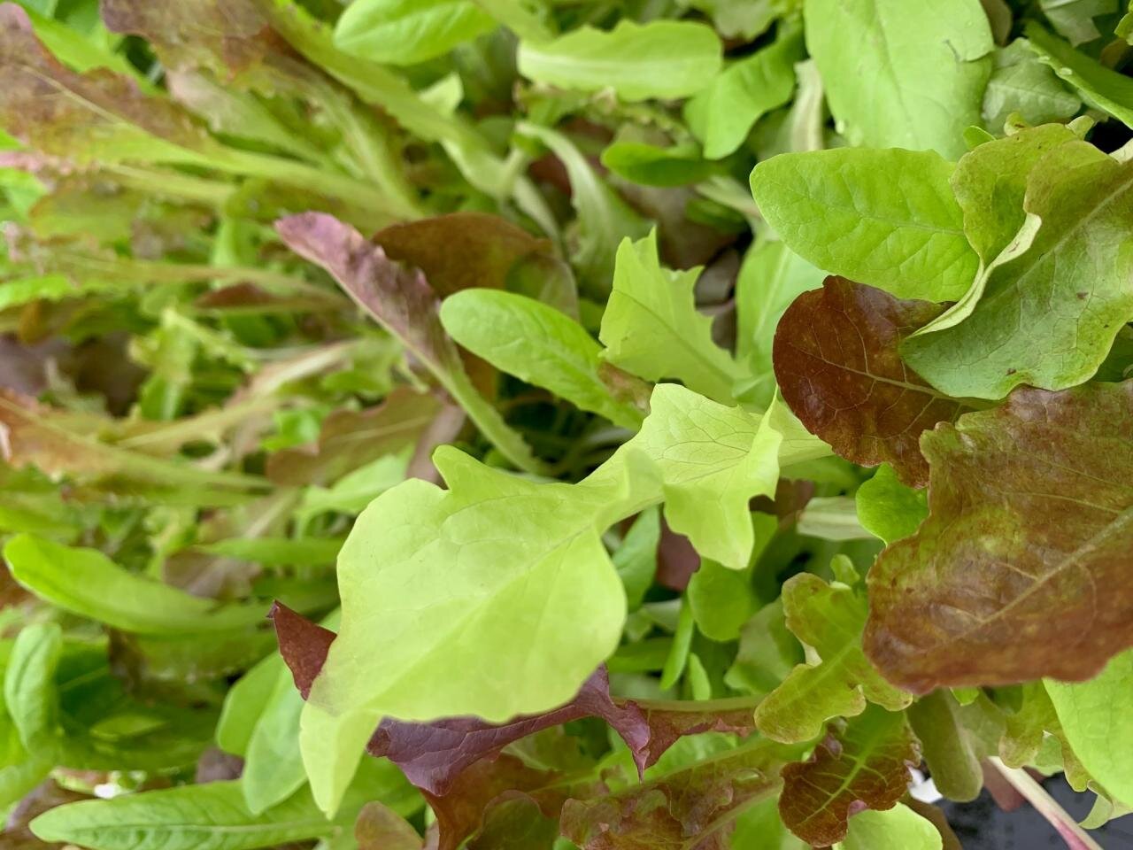 Graines Laitue Pommée Mesclun Batlle - Mélange Pour Salades Tendres - Semis De Janvier à Juillet