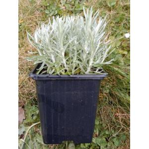 Hélichryse italienne - herbe à curry 0.5l