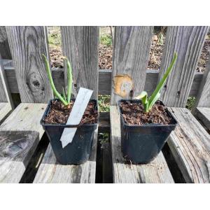 Oignon rocambole 0.5l