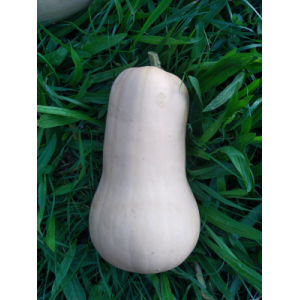 Butternut bio  2kg (+/- 200gr)