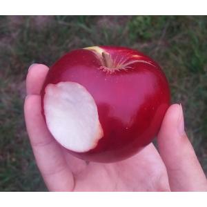 Pomme akane gros calibre