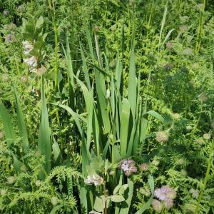 Semence couvert végétal d'hiver