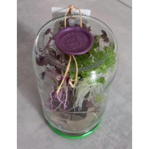 Trio de micro-pousses lot 3