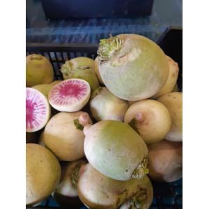 Radis asiatique red meat