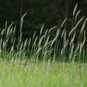 Semence seigle d'hiver