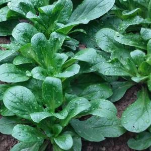 Semence mâche verte de cambrai