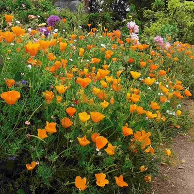 Semence pavot de californie orange