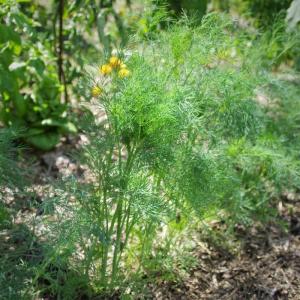 Semence aneth officinale