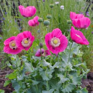 Semence pavot à fleurs simples pastel