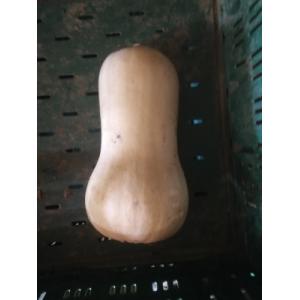 Butternut