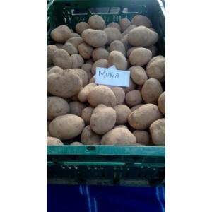 Pdt variété monalisa