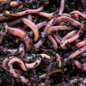 Pack 250gr de vers de compost