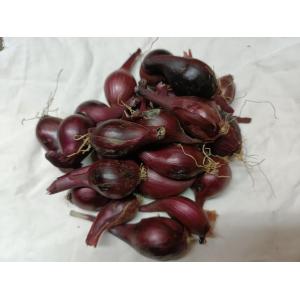 Oignons rouge petit calibre