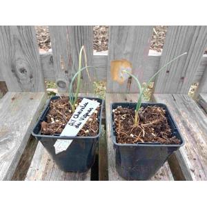 Ail des vignes chevelu 'hair'  0.5l