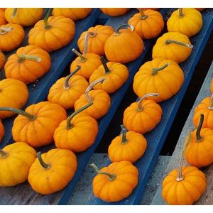 Petite courge jack be little