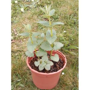 Agastache blue spike 1l