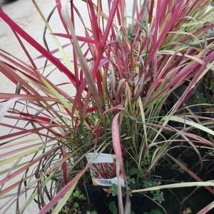 Herbe sanglante en pot de 3l