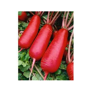 Botte de radis d'hiver (bleu blanc, rose