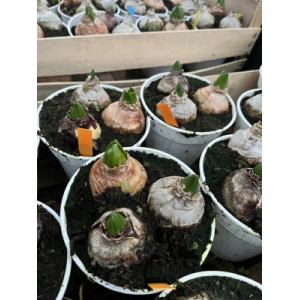 Jacinthe en pot (3 couleurs)