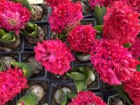 Jacinthe rouge en godet