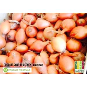 Oignon jaune