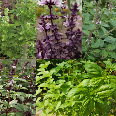Semence basilics en mélange