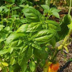 Semence basilic grand vert