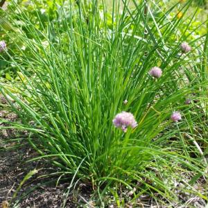 Semence ciboulette commune